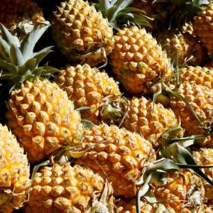  Victoria Pineapple - fruits and vegetables looking for wholesaler or retailer for pineapple  victoria from mauritius island. --export can be done to all european country ,  usa & canada.