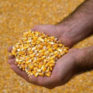  Yellow Corn Maize For Sale - seed plant seed we are the leading supplier/exporter of animal feeds & grains at wholesale prices in europe. contact us now for best quotation & pricing.--we are the leading supplier/exporter of animal feeds & grains at wholesale prices in europe. contact us now for best quotation & pricing.
