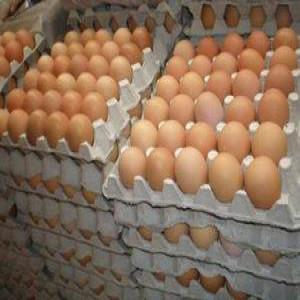  White And Brown Fresh Table Eggs - meat and eggs color- white & brown--size- small,  medium,  large. extra large--weight- ranging from 45gms to 70gms.--egg sizes---small (43g - 53g)--medium (53g - 63g)--large (63g - 73g)--------packing ---30 eggs are packed in each chemically treated paper pulp tray.--12 such trays are packed in each 5 ply export wo