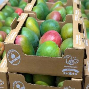  Mangue De Côte D'ivoire - fruits et légumes la mangue sera disponible pour la campagne prochaine c'est à à partir de mars 2024.--nous vous des mangues de très belles qualités conditionnées dans meilleure conditions hygiéniques.