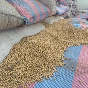  Sojas, Acajou, Piment Seché Et Cacao, Bois Okoumé - fruits secs et graines grillées nous sommes à la recherche de clients pour la vente de---sojas,  acajous,  piment sec long,  palmiste,  huile rouge de palme,  cacao et piment de guinée--nous avions de stock en abondance et en tonnage important--tous nos produits sont conditionnés et en sac de jute de 25 à 50
