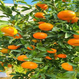  10000 Plents Sélectionnez En Vente Dans La Ville - semence graine plant vente des produits et services--mesdames et messieurs nous  de la ville de yaoundé vous proposons ---- plus de 60000 plents sélectionnez d'arbre fruitiers a grand rendement disponible dans la ville de yaoundé --.- des services de création et de suivi des plantation,  jardi