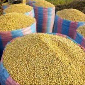  Recherche De Partenariat - autres je suis beninois r&eacute;sidant pleinement au b&eacute;nin. --vous voulez-- achetez un produit agricole au benin et recherchez pour cela un natif pouvant vous trouver les meilleurs prix.--ou encore un natif pouvant vous faciliter toutes les courses de votre projet de nature agricole. je vous propos