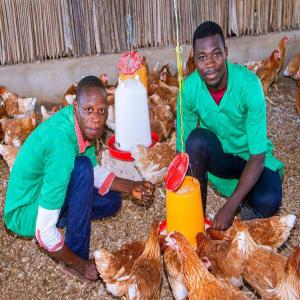  Partenaire Investisseur Pour Ferme Agropastorale - Investissement capitaux nous recherchons un partenaire investisseur pour l'élargissement de notre ferme agropastorale. nous produisons des œufs de table et quelques produits végétaux (papaye solo,  tomate, piment)