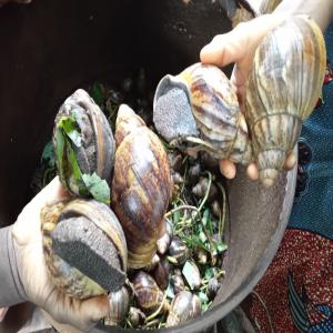  Escargots Géants_vente En Gros - animaux vivants nous disposons d'escargots géants élevés,  de la race achatina,  disponibles en grande quantité.--il y a la possibilité de les livrer vivants avec les coquilles ou de les livrer surgelés sans les coquilles sur demande de l'acheteur.--