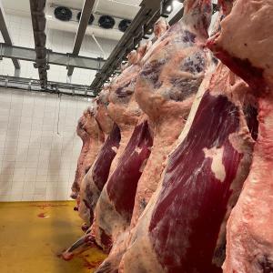  Le Bœuf Est Halal Carcasse Et Sous Vide - viandes et oeufs nous sommes une entreprise algérienne spécialisée dans le domaine de l'importation de carcasses et sous  vide fraîches de bœuf nous recherchons des fournisseurs ou abattoirs halal espagne --- la quantité chaque semaine est de 40 tonnes bœuf halal carcass