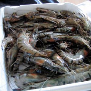 Vannamei Shrimp, Frozen King Prawns, Frozen Fish - fish 1.frozen a-grade head-on shell-on vannamei shrimp (l.vannamei)----packaging - 6x2 kg nw box per mc / 2x6 kg semi-iqf blocks per mc----quality- premium ----    ----2. freshly first grade hlso vannamei processed fresh from pond----no soaking ,  100% nw - nc----soft shell max 5%----no black spot,  no bla