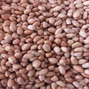  Vente 'arachide - fruits et légumes arachide  a vendre--nouvelle récolte d arachide 2023 fraîchement arrivée !--cultivées localement avec soin,  nos arachides sont un choix sain. --disponible en graine entière et graine cassée.--commandez dès maintenant et faites vous livrer--ne manquez p