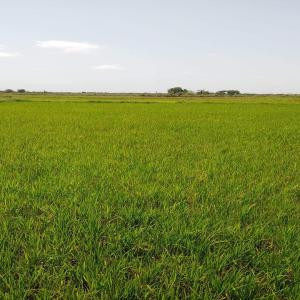  Terrain Agricole Vendre - mine terrain concession je mets en vente un terrain agricole - titré et borné --- superficie totale-17ha 90a 92 ca--- accessible (à environ 200m de la route nationale 35)--- prix négociable- 0, 4€ le m2--- contact- +261 -34 70 307 66