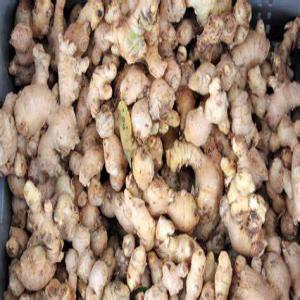  Vente De Gingembre - autres vente de gingembre d&eacute;couvrez nos gingembre cultiv&eacute;s naturellement sans compromis pour une qualit&eacute; optimale. notre gingembre offre une explosion de saveurs exquises commandez maintenant et recevez votre gingembre. livraison partout 