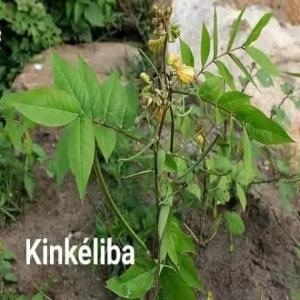  Les Vertus De Kinkeliba - fruits secs et graines grillées rєcєttєѕ єndσgènєѕ--𝙻𝙴 𝙺𝙸𝙽𝙺𝙴𝙻𝙸𝙱𝙰 𝙾𝚄 𝙻𝙰 𝚃𝙸𝚂𝙰𝙽𝙴 𝚀𝚄𝙸 