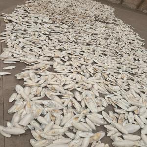  Os De Seiche Farine Et Huile De Poisson - poissons vente sur commande os de seiche nettoy&eacute; et s&eacute;ch&eacute; calibr&eacute; ou non. export en conteneur 40 ft (10 tonnes) dans le monde entier. stock disponible sur demande au moment tarifs et modalites de paiement nous consulter. origine afrique de l'ouest. egalement farines et huiles 