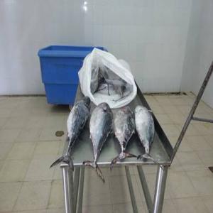  Recherche D'acheteurs Grossistes De Poissons - poissons je recherche de toute urgence,  des acheteurs de diff&eacute;rents types de poissons de mer surtout le chinchard. provenance - mauritanie