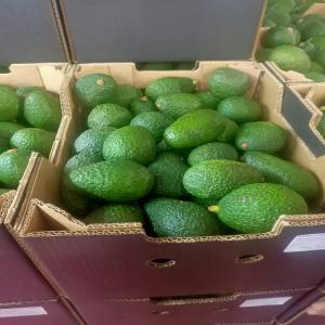  Hass Avocados - fruits and vegetables sale of packed hass avocados in various sizes (12 14 16 18). freshly harvested and of premium quality. please contact me for more information and to place an order.