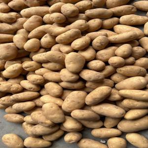  Recherche De Clients Pour Vente De Pomme De Terre - autres nous recherchons des clients pour la livraison sur contrat annuel,  de pomme de terre calibre - 50 mm+. la vente se fait sur commande. origine - egypte. 