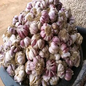  Oignons Du Niger - fruits et légumes bonjour! nous sommes &agrave; la recherche de clients pour leur vendre de l'aile et de l'oignon du niger.--nous les proposons &agrave; des prix abordables en fonction des p&eacute;riodes.--notre objectif est de cr&eacute;er un r&eacute;seau africain de vente de produits agricoles de tr&egrave;s bonn