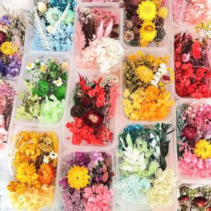  Grossiste Fleurs Éternelles Fleurs Séchées - horticulture plante biocarburant soci&eacute;t&eacute; bas&eacute;e dans le sud ouest de la chine nous proposons une large vari&eacute;t&eacute; de fleurs &eacute;ternelles / stabilis&eacute;es s&eacute;ch&eacute;es et autres produits d&eacute;riv&eacute;s huiles essentielles sachets parfum&eacute;s. &eacute;tant situ&eacute; di