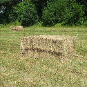  Foin De Prairie Naturelle 2023 - aliments pour animaux vends foin de prairie naturelle bonne qualit&eacute; r&eacute;colte 2023 en balle ronde 160 cm de diam&egrave;tre ou en balles rectangulaires 120x70x240cm. sell natural meadow hay in roundballer or rectangular bales decreasing price according to volume  situ&eacute; en bourgogne france 
