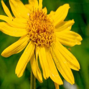  Arnica Montana Dry - fruits et légumes fournisseur de fleurs d'arnica montana bio,  livraison en vrac.