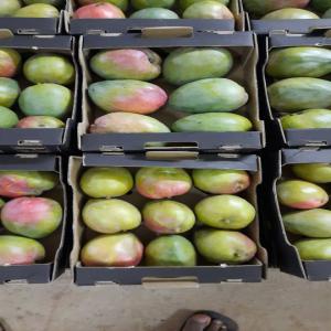  Excellent Quality Mango From Côte D'ivoire - fruits and vegetables hello,  --with a view to the next mango campaign in côte d'ivoire in a few months' time,  we are looking for customers for a serious and professional partnership. we can supply more than 30 containers during the campaign. contact us for more information! we hope to have orders in place by mid-fe