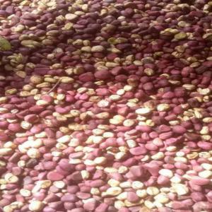  Ivoire Cola - Industrie exploitation bonjour mesdames  et messieurs,  nous sommes  des colatiers  vivants  en côte  d'ivoire  et nous recherchons  des partenaires  fiables  via le monde  entier pour une collaboration  . nous disponible  de plusieurs  tonnes  de colas ivoire  .