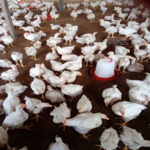  Poulets Vendre - viandes et oeufs nous avons 1000 poulets de chaire de plus de 45 jours à vendre dans la zone de n'douci. prière de contacter la gérante