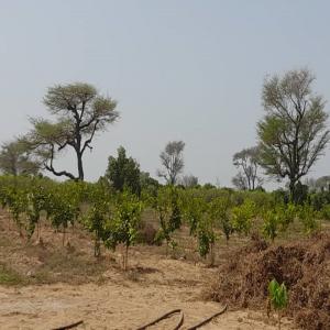  Vente Verger Fruitier De 1,8 Hectares Au Sénégal - mine terrain concession  --à hauteur de tassette-wolof en bordure de route--sur la route thiès – tassette en direction du campement ngekokh----type de sol - dior----dispose ---•	1 forage fonctionnel (50 m de profondeur) avec pompe --•	1 système solaire fonctionnel--•	1 chambre de gardien et 1 toilette-