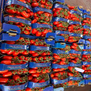 Tomate Variétés Provenance Sicile En Gros - fruits et légumes voyagez en sicile sans quitter votre activité avec nos trois variétés de tomate de première qualité ! savourez la douceur de la tomate cerise,  la richesse de la tomate datterino et la fraîcheur de la tomate picadilly ,  toutes cultivées avec soin dans l
