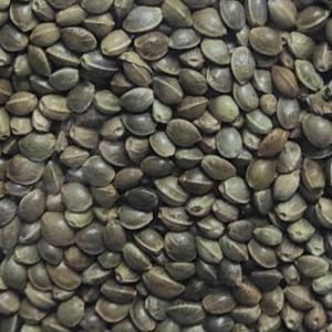  Chènevis Contractualisation 2025 ... - semence graine plant recherche contractualisation chènevis en biologique et en conventionnel. lot de 24 tonnes minimum conditionnés en bb sur palette.----conventionnel - indice de peroxyde  2.5,  taux d'acidité oléique  2,  impuretés  1% --biologique - indice de peroxyde  2.5,  taux d'aci