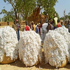 Graines De Coton Disponible - céréales graines de coton disponible de 20000t disponible à la nsct au togo  ,  nous avons des bons disponible et nous recherchons des acheteurs directement selon la quantité voulu. merci de me contacter pour plus d'informations 
