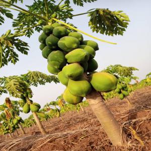  Papaye Maradona F1 Disponible En Quantité - fruits et légumes je recherche des acheteurs réguliers pour les papayes maradona f1. les fruits sont bio,  bien ferme et sucrés et présentent une belle couleur 