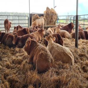  Bovins-ovins, Abattage, Engraissement, Carcasse - animaux vivants roycu/commercialisation de bovins ovins et de viande bovine et ovine issus de nos propres fermes familiales sises en espagne. bovins de race crois&eacute;e charolais limousine bovin d'abattage poids +/ 650kg bovin d'engraissement  poids +/ 350 450kg viande en carcasses  carc