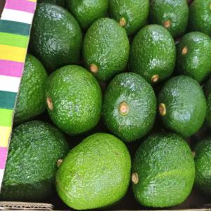  Avocat Hass Et Fuerte - fruits et légumes nous sommes producteurs et exportateurs d'avocat en tanzanie et au kenya nous cherchons des partenaires serieux de l'europe et d'asie veuillez nous contacter 