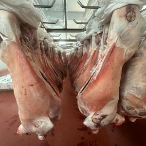  Viande Carcasse - viandes et oeufs commercialisation viandes carcasses issus de nos propres fermes familiales sises en espagne carcasse b&oelig;uf  poids +/ 340 380kg *prix selon quantit&eacute; pays et/ou port de livraison carcasse agneau  poids +/ 17 22kg    +/ 13 16kg *prix selon quantit&eacute;