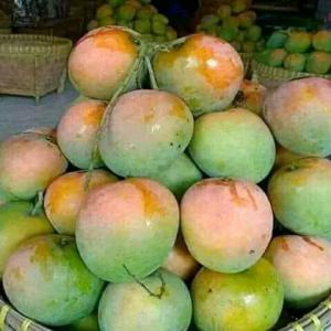  Acheteurs De Mangues Fraiches Et Séchées - fruits et légumes entreprise burkinab&egrave; sp&eacute;cialis&eacute;e dans l'exportation de fruits et l&eacute;gumes exotics (mangues fraiches,  s&eacute;ch&eacute;es) et du beurre de karit&eacute; biologiques ou conventionnelles. nous sommes certifi&eacute;s global gap et ecocert.--notre entreprise est en mesure de