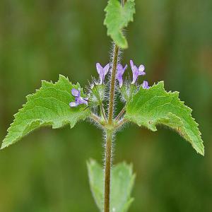  Huiles Essentielles En Vente - autres d&eacute;couvrez des parfums exquis et des bienfaits naturels qui enrichiront votre exp&eacute;rience aromatique avec nos hile essentielles notamment cymbopogon nardus (citronnelle) cymbopogon schoenanthus (citronnelle des antilles) eucalyptus camaldulensis (eucalyptus) zingiber officinale 