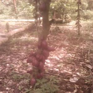  Vente De Cacao En Grande Quantité - café cacao thé 17-30-54------bonjour,  nous sommes une entreprise dans le domaine du cacao et nous avons des produits dérivés du cacao tels que la poudre de cacao naturelle les grains de cacao et la fevre de cacao que nous vendons alors si vous etes intéressé veuillez nous contacter nous
