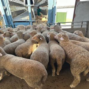  Ovins Agneaux - animaux vivants commercialisation ovins agneaux de race m&eacute;rinos d'espagne issus de nos propres fermes familiales sises en espagne.--poids - +/- 30kg --nous disposons aussi de bovins charolais-limousin--poids - +/-650kg --pour tout renseignement merci de m'adresser votre demande je vous recontacterai sur votr