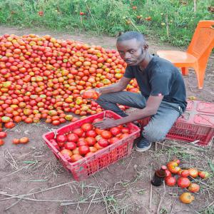  Exploitation - Industrie exploitation nous sommes a la recherche des partenaires qui veulent travailler avec nous dans le domaine d'agros pastoral ,  dans les cultures maraicheres et vivrieres ,   notre exploitation agricole est baser a kimpese.(republique democratique du congo--pour tout information suplementaire veuillez nous contacter-