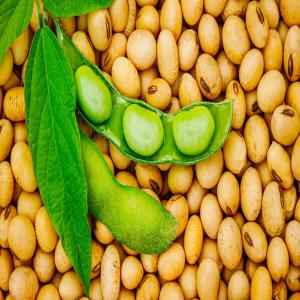  Vente De Soja En Très Grosse Quantité - autres nous somme au togo et sp&eacute;cialis&eacute; dans l'exportation de soja en tr&egrave;s grande quantit&eacute; vers tous les continents--contactez-nous par email ou par whatsapp pour obtenir plus d'info--