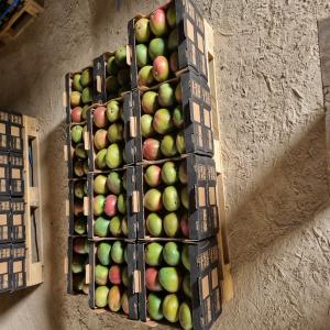  Super Quality Kent Mangoes - fruits and vegetables good morning,  --i hope this message finds us all in perfect health...--we are in the process of making the final preparations for the kent mango campaign in c&ocirc;te d'ivoire. we are trying to complete the last few orders in the coming weeks to avoid any last-minute surprises.we are therefore wait