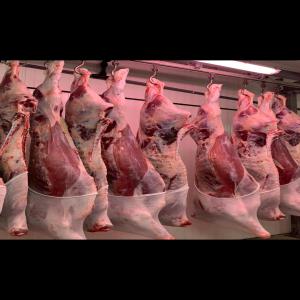  Viande-carcasse Certifiée - viandes et oeufs  nous disposons de viande bovine en carcasse. a destination /europe afrique du nord carcasse b&oelig;uf pinto holstein d espagne poids 180 250kg carcasse b&oelig;uf charolais limousin poids 340 380kg je reste &agrave; votre disposition pour tout renseignement cordialem
