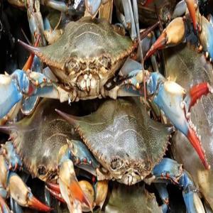  Vente De Bleu Crab We Sell Blue See Crab - poissons for english,  please scroll down--nous sommes un fournisseur de crabe bleu de la mer méditerranée en provenance de tunisie.--nous sommes spécialisés dans la vente de crabes frais et biologiques,  disponibles en quantités petites et importantes. nos produits peuvent e