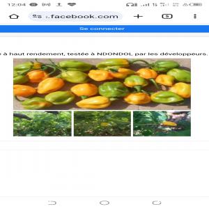  Piment Et Gombo - fruits et légumes nous recherchons des acheteurs ou partenaires de piment frais (vari&eacute;t&eacute; - piment jaune du burkina,  avenir f1....) partout en afrique car nous avons aurons une production en grande quantit&eacute;.
