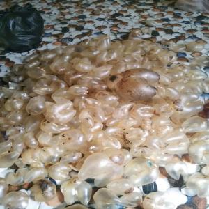  Vessie Natattoire Poisson - poissons nous vendons des vessie natatoires pour les int&eacute;ress&eacute; ! disponibles en grande quantit&eacute; ! veuillez nous contacter pour plus d'infos 