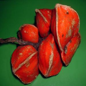 Recherche De Client Pour La Vente De Katemfe - fruits et légumes  nous sommes une entreprise &eacute;tablie en c&ocirc;te d'ivoire sp&eacute;cialis&eacute;e depuis plusieurs ann&eacute;es dans la vente de katemfe (thaumatococcus daniellii). nos fruits de katemfe sont soigneusement s&eacute;lectionn&eacute;s nettoy&eacute;s et d&eacute;cortiqu&eacute;