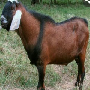  Nous Recherchons Un Partenaire Financier Sérieux - animaux vivants partenaires financiers pour contribuer aux succès de notre entreprise. l'entreprise est spécialisée dans la production et transformation animale.