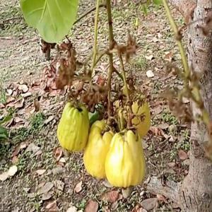  Anacarde Campagne 2024 Côte D'ivoire - café cacao thé agro e-negociant recherche des partenaires asiatiques, indiens ou chinois pour l'achat de la production d'anacarde de plusieurs unions de coopératives agricoles de la campagne 2023-2024 -----il s'agit des productions de coopératives agricoles et d'unions de coopératives, ayant tou