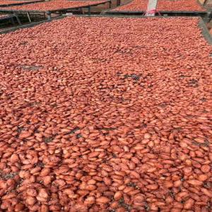  Cacao - café cacao thé  monsieur nous sommes une coop&eacute;rative bas&eacute; au cameroun nous disposons de plus de 10000 tonnes de cacao grade 1 et 2 nos f&egrave;ve de cacao sont plus bon en afrique merci de me contacter pour plus d'informations merci 