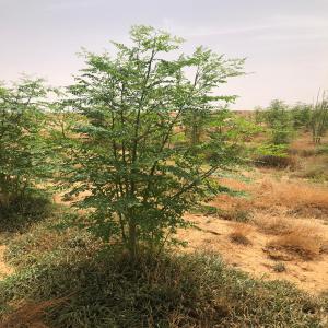  Moringa D'algerie - matiere vegetale vous cherchez des produits de qualit&eacute; sup&eacute;rieure &agrave; base de moringa en alg&eacute;rie ? ne cherchez plus ! nous sommes fiers de vous pr&eacute;senter notre gamme de produits de moringa de premi&egrave;re qualit&eacute; disponibles en gros pour r&eacute;pondre &agrave; vos besoin
